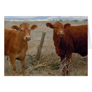 Niedliches junges Paar - Rote Kühe Heiferhörner - 