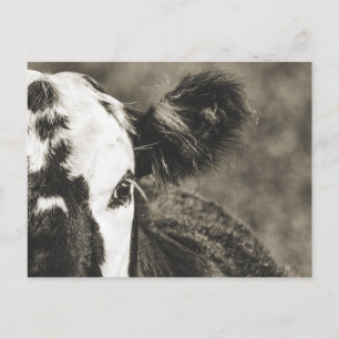 Niedliches Kalb auf einer Farm in Crane Hill Alaba Postkarte
