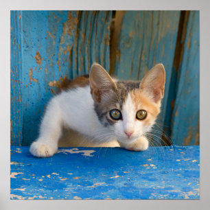 Niedliches Kaliko-Katzen-Kätzchen-lustiges Poster