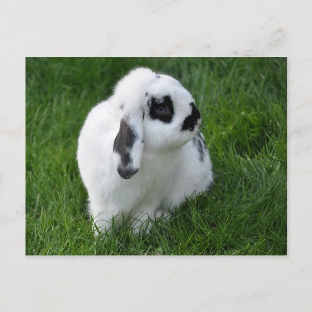 Niedliches Kaninchen auf Gras Postkarte (Vorderseite)