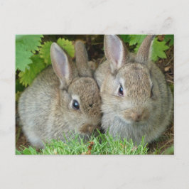 Niedliches Kaninchen Liebe des Tierfriedens Zielor Postkarte