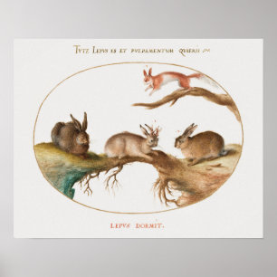 Niedliches Kaninchen-Poster Poster