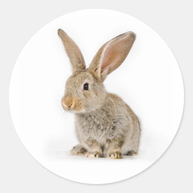 Niedliches Kaninchen Runder Aufkleber (Vorderseite)