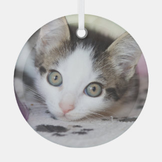 Niedliches Kätzchen 1 Foto Kreis Ornament Aus Glas
