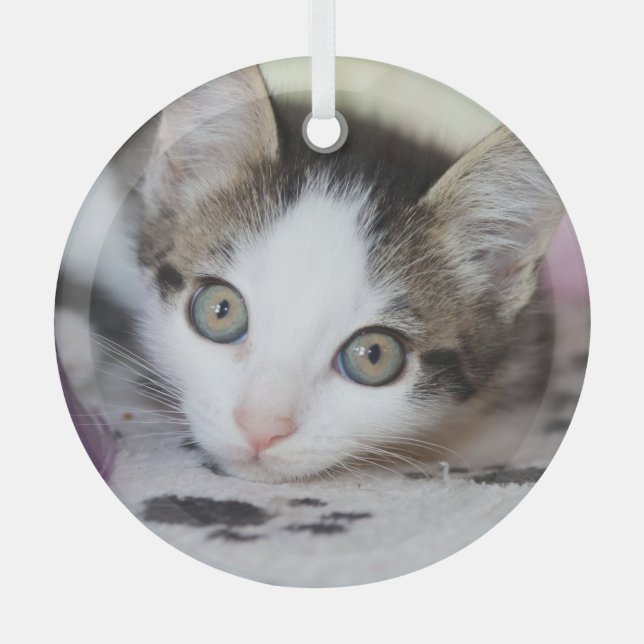 Niedliches Kätzchen 1 Foto Kreis Ornament Aus Glas (Vorderseite)