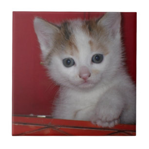 Niedliches Kätzchen Fliese