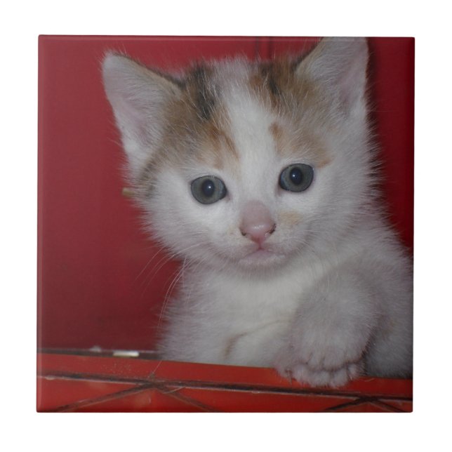 Niedliches Kätzchen Fliese (Vorderseite)