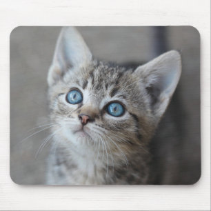 Niedliches Kätzchen im Garten Mousepad