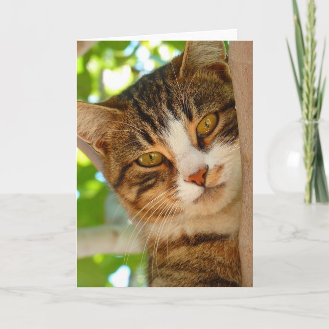 Niedliches Katzen Klettern Karte (Vorderseite)