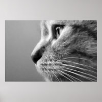 niedliches Katzengesicht