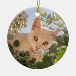 Niedliches Katzenklettern in einem Eukalyptus-Baum Keramik Ornament