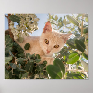 Niedliches Katzenklettern in einem Eukalyptus-Baum Poster