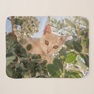 Niedliches Katzenklettern in einem Eukalyptus-Baum Sherpadecke