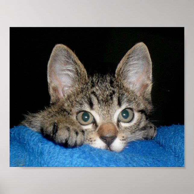 niedliches Katzenposter Poster (Vorne)