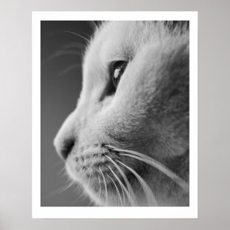 Niedliches Katzenprofil - Schwarzweiß Poster