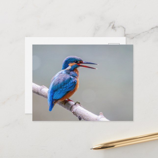 Niedliches Kingfisher Postkarte (Vorderseite/Rückseite Beispiel)
