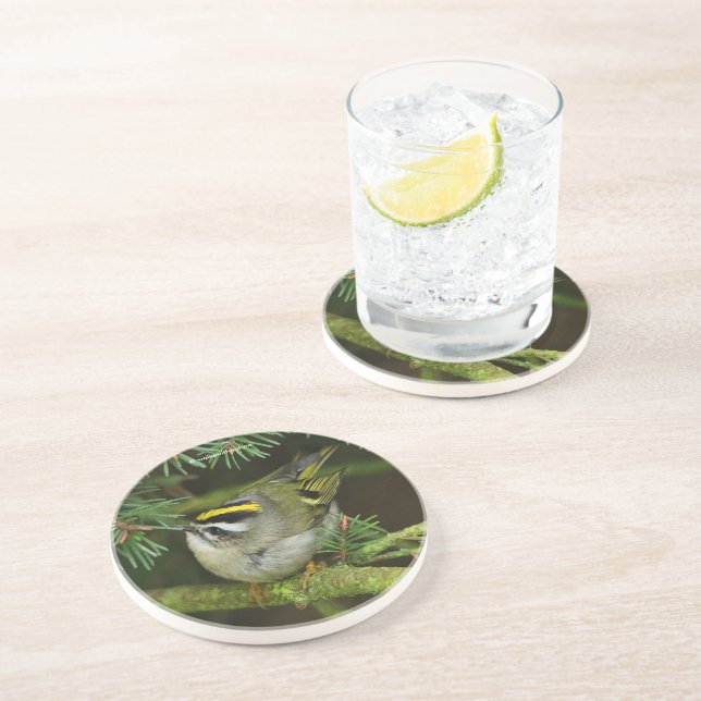 Niedliches Kinglet Songbird verursacht eine Stir i Getränkeuntersetzer (Seite)