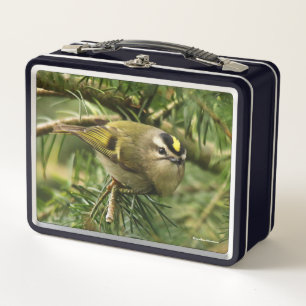 Niedliches Kinglet Songbird verursacht eine Stir i Metall Brotdose