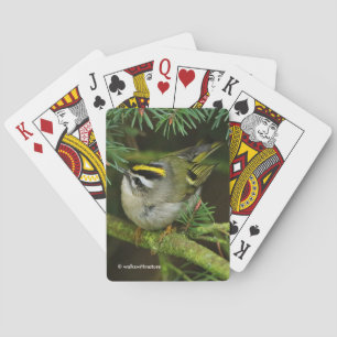 Niedliches Kinglet Songbird verursacht eine Stir i Spielkarten