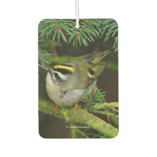 Niedliches Kinglet Songbird verursacht Stir in der Autolufterfrischer