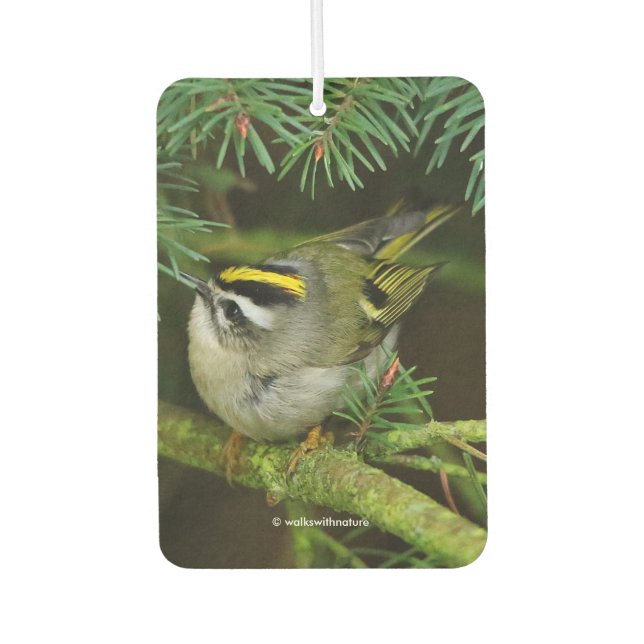 Niedliches Kinglet Songbird verursacht Stir in der Autolufterfrischer (Vorderseite)
