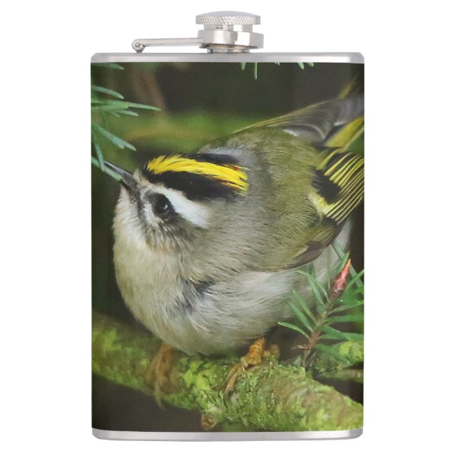 Niedliches Kinglet Songbird verursacht Stir in der Flachmann (Vorderseite)