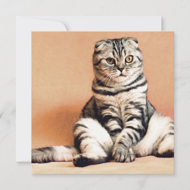 Niedliches Kitten ausgespült Karte (Vorderseite)