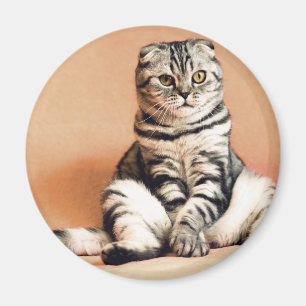 Niedliches Kitten ausgespült Magnet