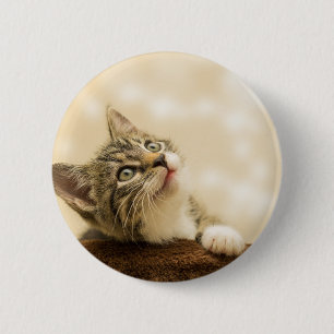 Niedliches Kitten mit ausgestreckter Pfote Button