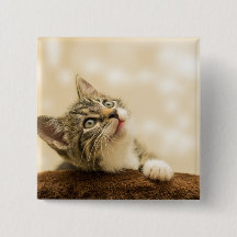 Niedliches Kitten mit ausgestreckter Pfote