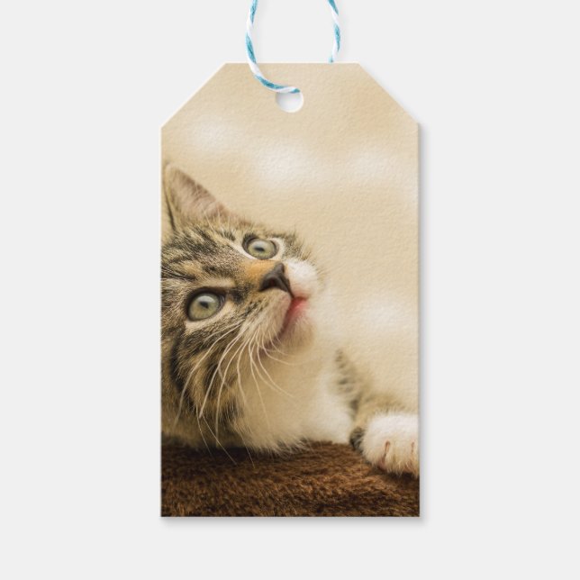 Niedliches Kitten mit ausgestreckter Pfote Geschenkanhänger (Vorderseite)