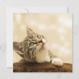 Niedliches Kitten mit ausgestreckter Pfote Karte