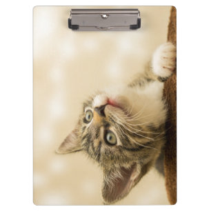 Niedliches Kitten mit ausgestreckter Pfote Klemmbrett
