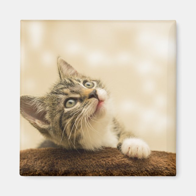 Niedliches Kitten mit ausgestreckter Pfote Magnet (Vorne)