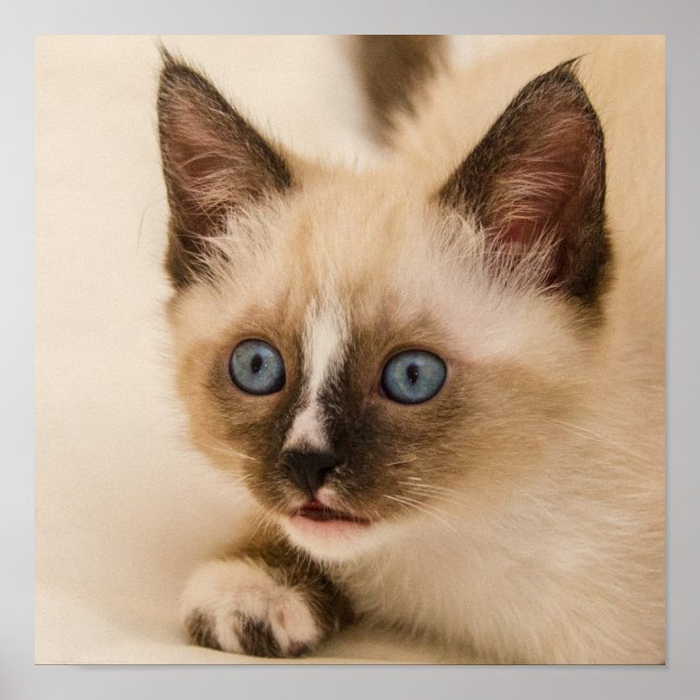 Niedliches Kitten mit blauen Augen Poster (Vorne)