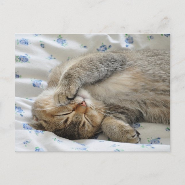 Niedliches Kittin Postkarte (Vorderseite)
