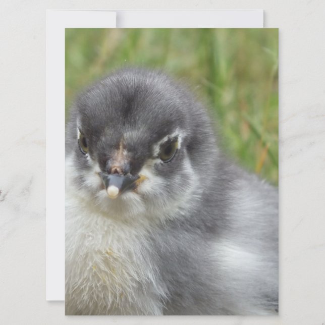 niedliches kleines Babyhuhn (Vorderseite)