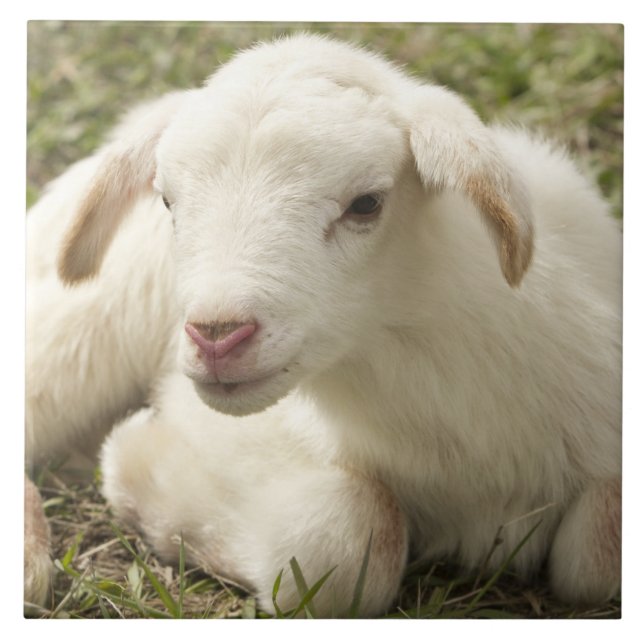 Niedliches kleines Kind Fliese (Vorderseite)