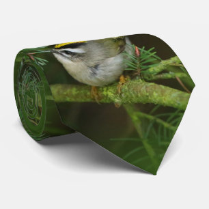 Niedliches Kleines Kinglet verursacht eine Stir in Krawatte