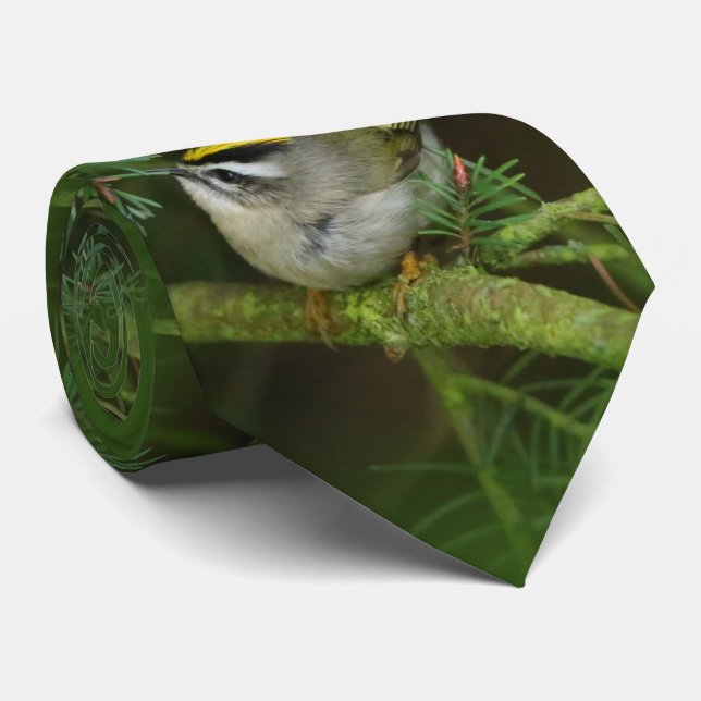 Niedliches Kleines Kinglet verursacht eine Stir in Krawatte (Gerollt)