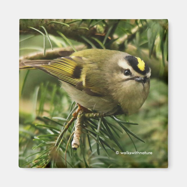 Niedliches Kleines Kinglet verursacht eine Stir in Magnet (Vorne)