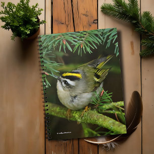 Niedliches Kleines Kinglet verursacht eine Stir in Notizblock