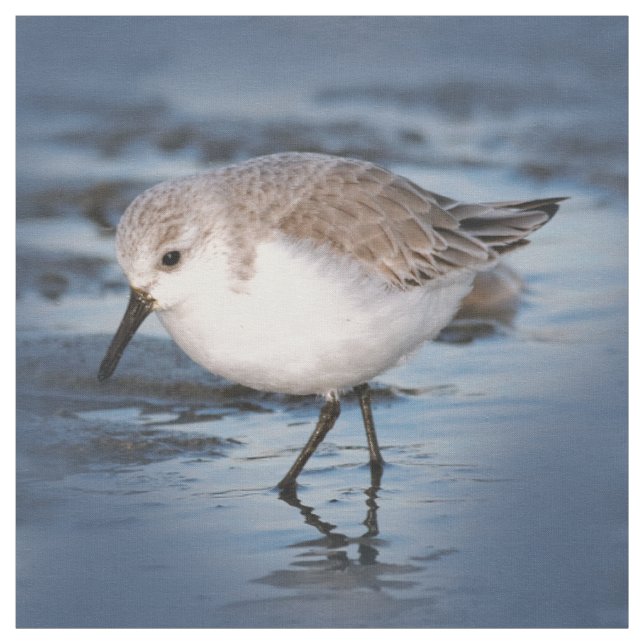 Niedliches Kleines Sanderling am Strand Stoff (Muster)