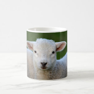 Niedliches kleines Schaf Kaffeetasse
