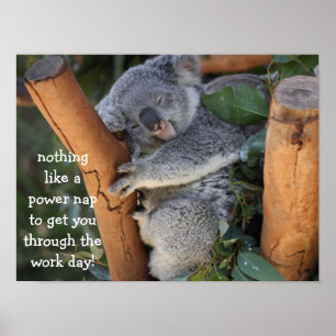 Niedliches Koala-Bärenposter (16x12), Power-Nicker Poster