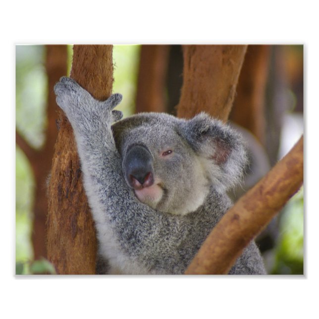 Niedliches Koala Bear Foto Print Erweiterung (Vorne)