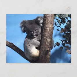 Niedliches Koala in einem Baum mit blauem Hintergr Postkarte