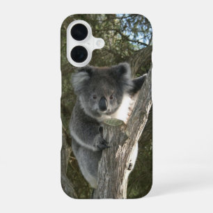 Niedliches Koala klettert auf einen Baum iPhone 16 Hülle