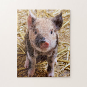 Niedliches Kune Piglet
