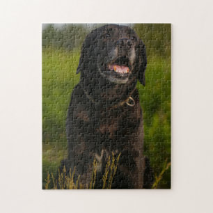 Niedliches Labrador Black Doppy-Welpen